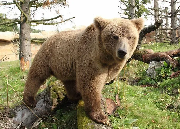 U Malse 12 체스케부데요비체